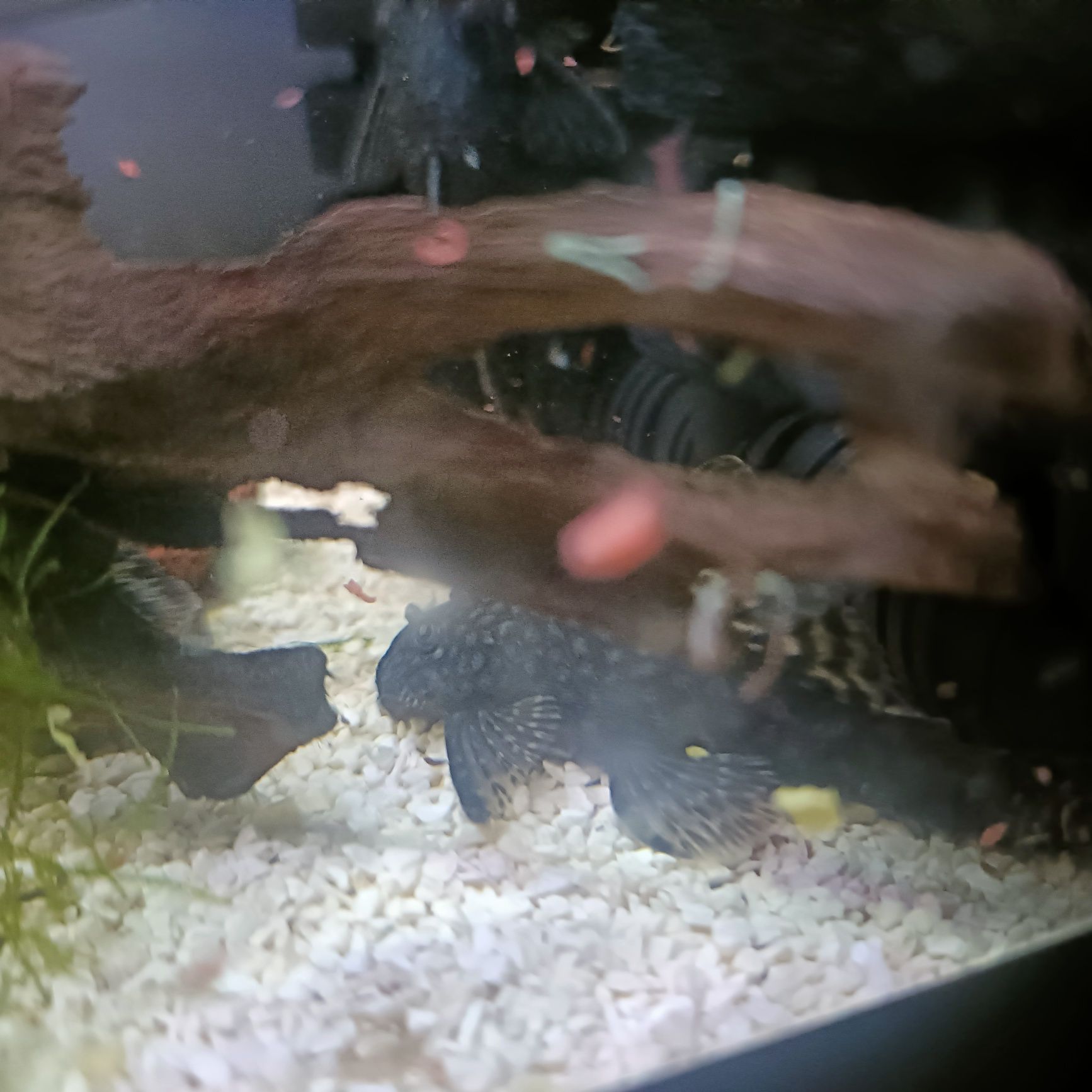 Troco 5 ancistrus por guppys