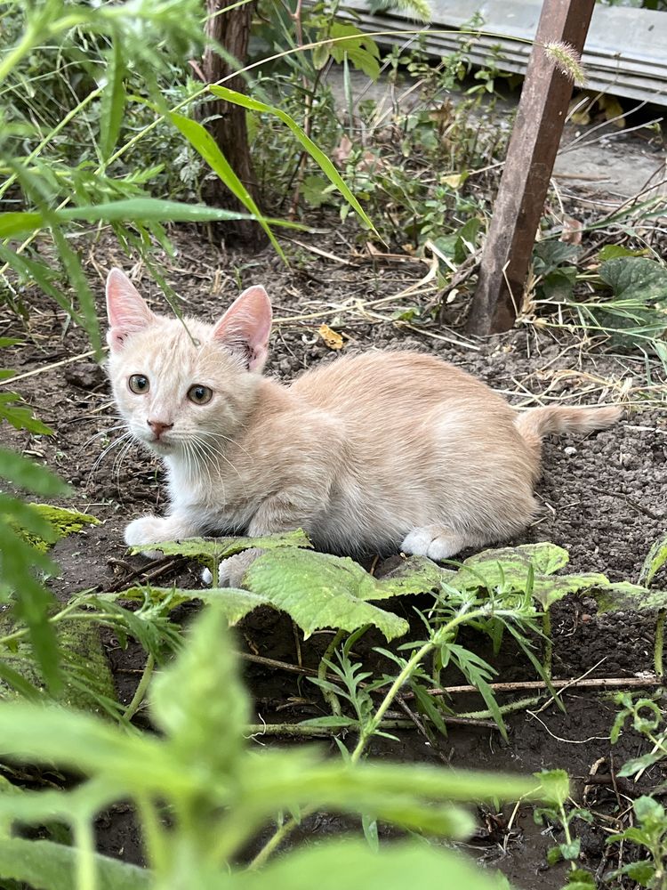 Віддається кошеня