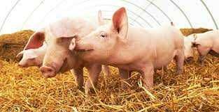 trzoda warchlaki maciory  promoc