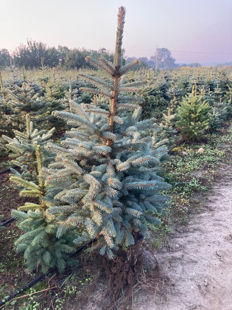 Świerk srebrny kaibab, plantacja choinki