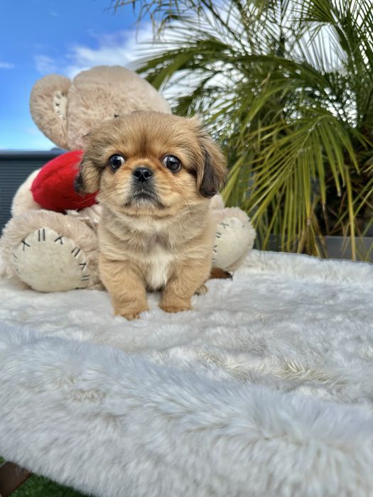 Pequines menino lindo