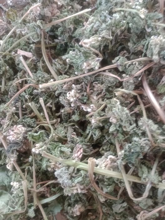 Jasnota biała ziele