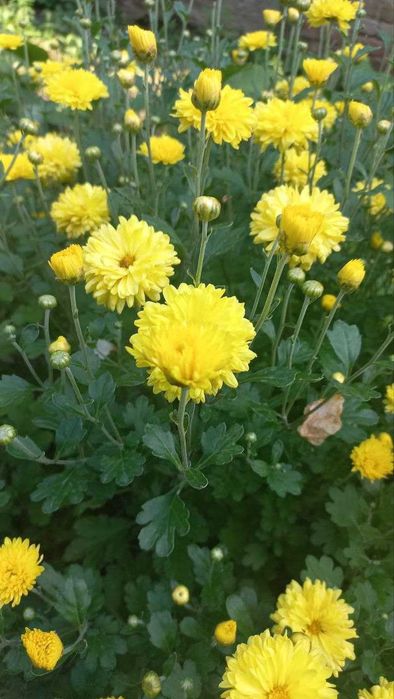 Хризантемы, розмарин,ивы,розы,гибискус,орех,дуб,клен,юкка и др продам.