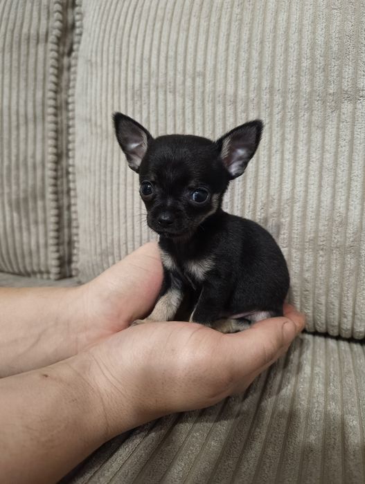 Piesek chihuahua szczeniaczek