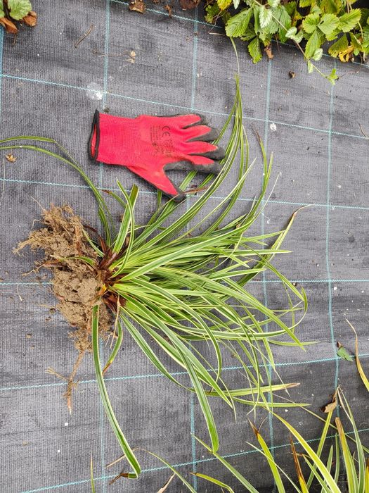 Turzyca japońska Carrex gold trawa sadzonka kopana z gruntu 2 letnia