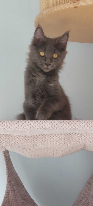 Kocurek Maine Coon