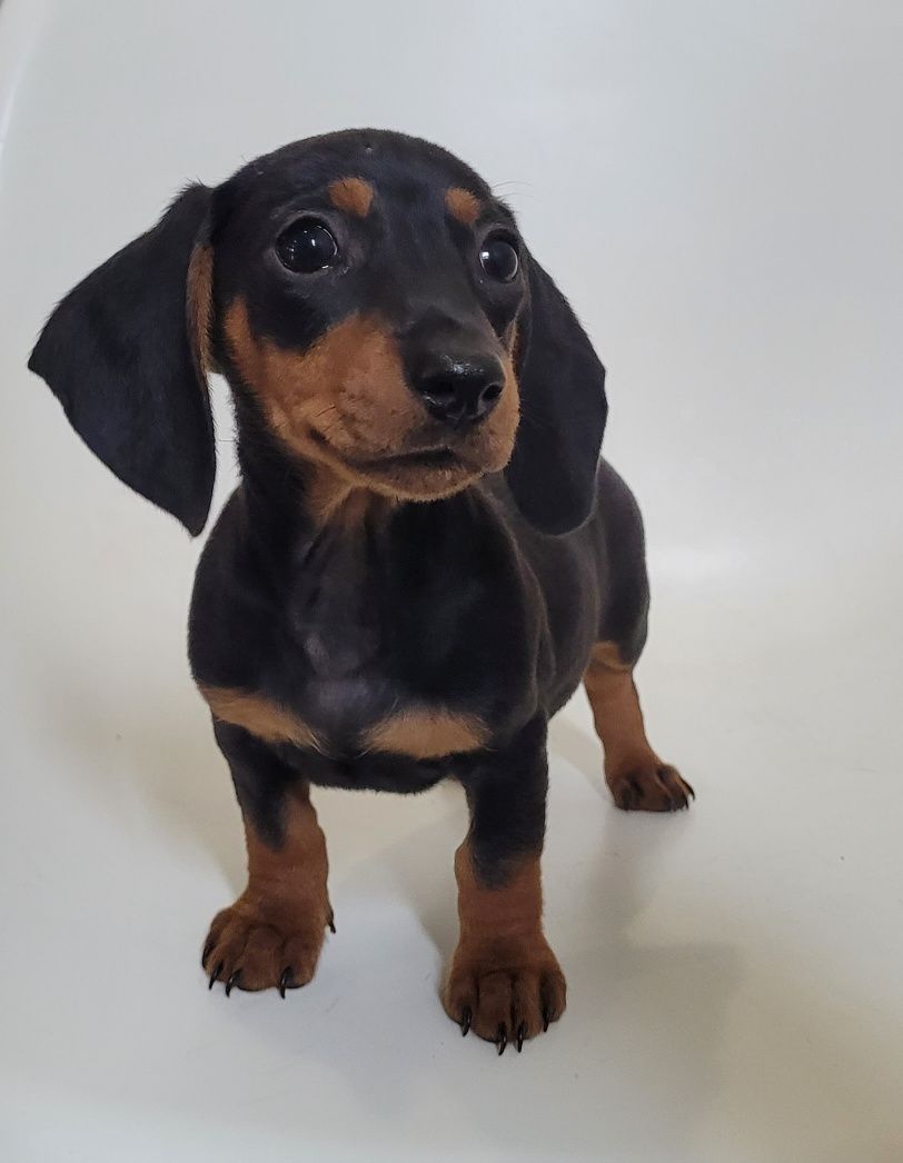 Cachorrinha teckel bebé