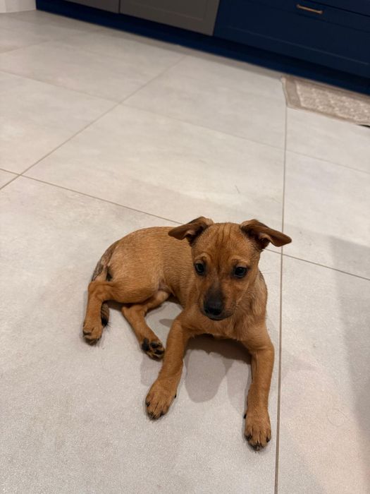 BUŁKA - 3.5 miesięczna sunia do adopcji