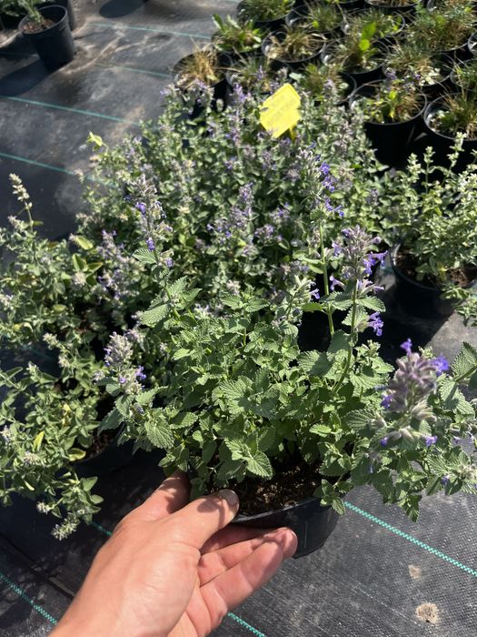 Продам котовник фіолетовий, котяча мята, багаторічник  на осмокоті!