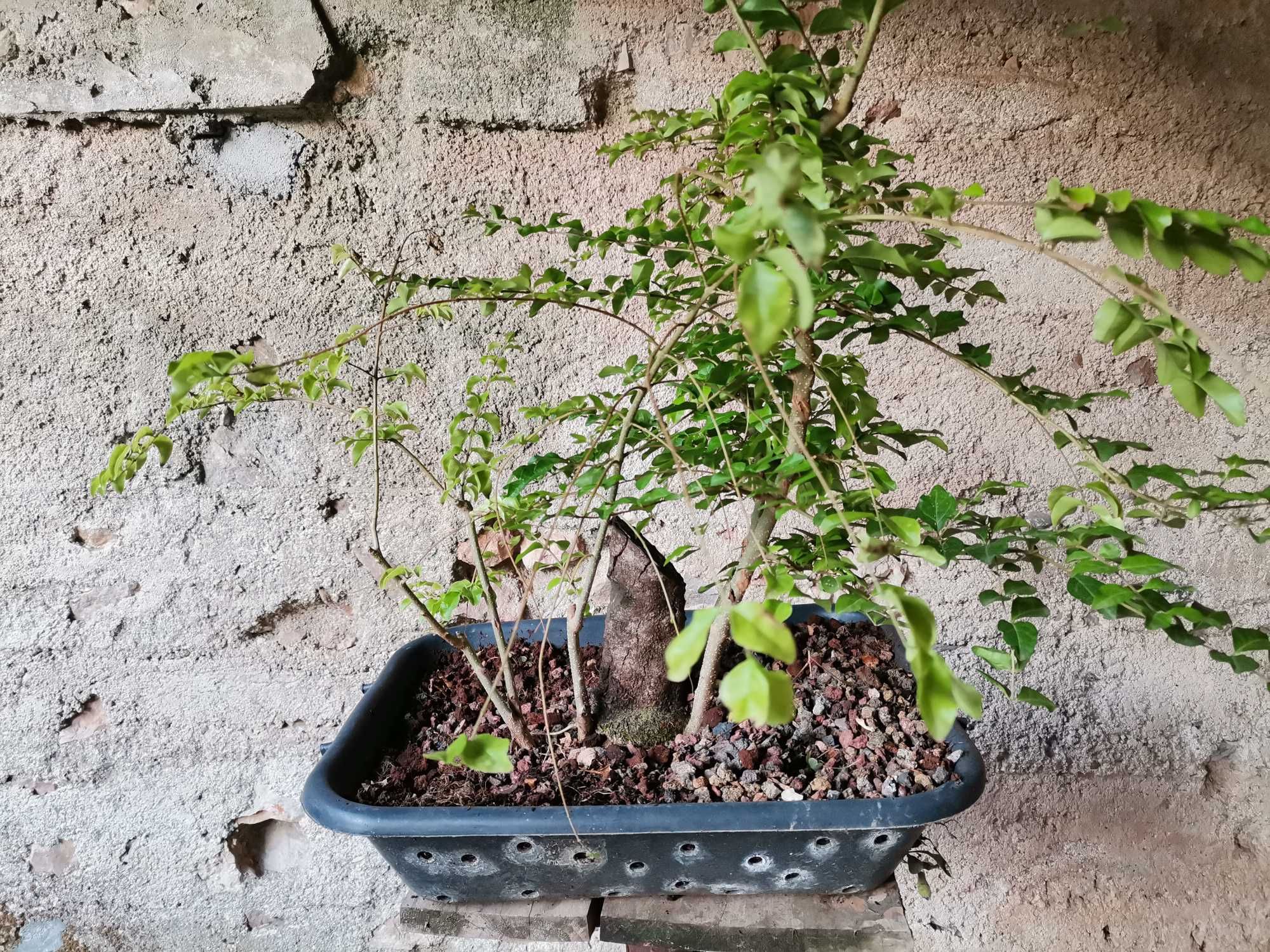 Pré-Bonsai de "Ligustrum Sinense" - *VENDA URGENTE (DESOCUPAR)*