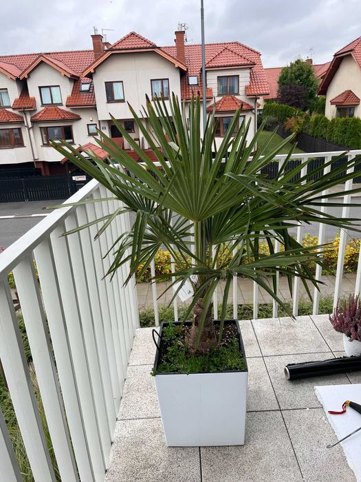 Palma ogrodowa Trachycarpus fortunei ok. 1.5m