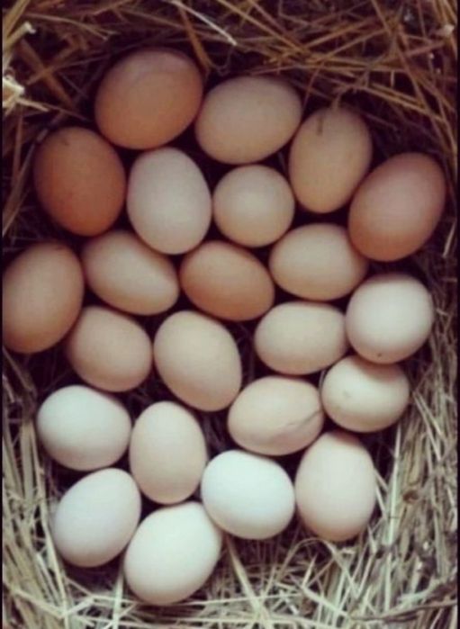 Jajka wiejskie 1 zł .szt.