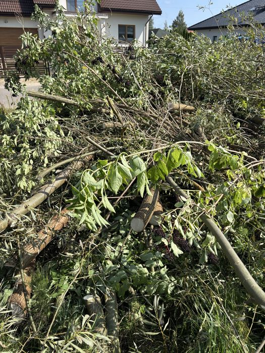 Gałęzie, drewno opał za darmo