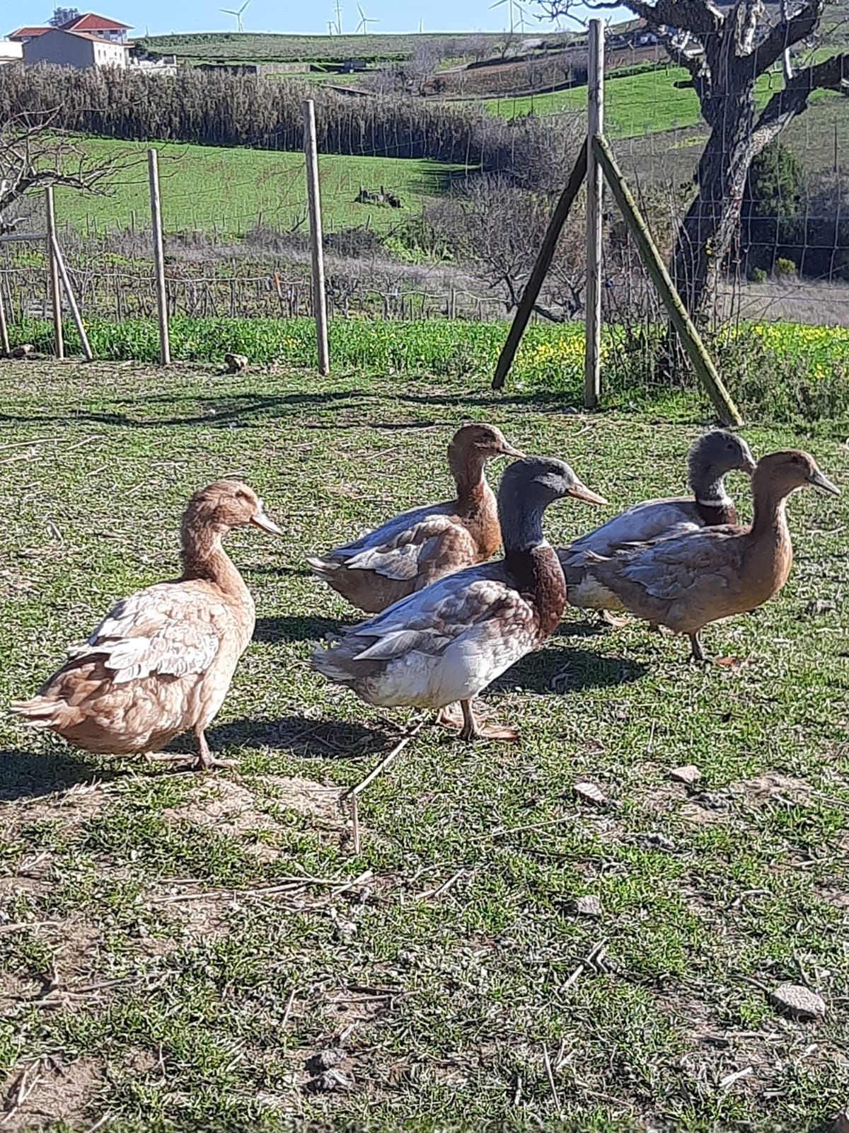 Ovos Fracas/Galinhas Angola Patos Rouen/Saxony