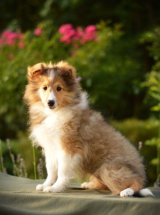 Owczarek szetlandzki, Sheltie, szczeniak, SUCZKA śniada FCI