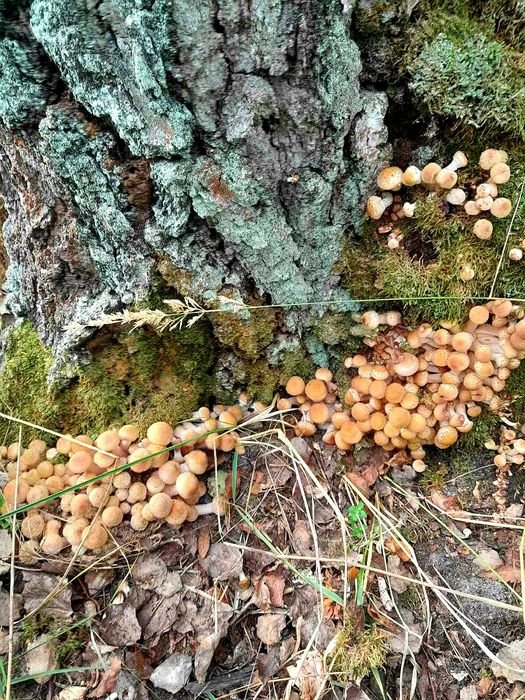 Опеньки мариновані