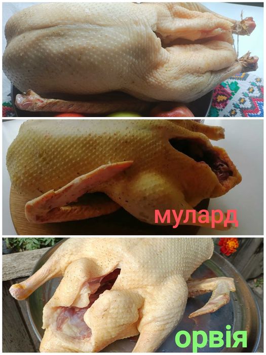 Продам  качку домашню вигульну : індокачка , орвія ,мулард