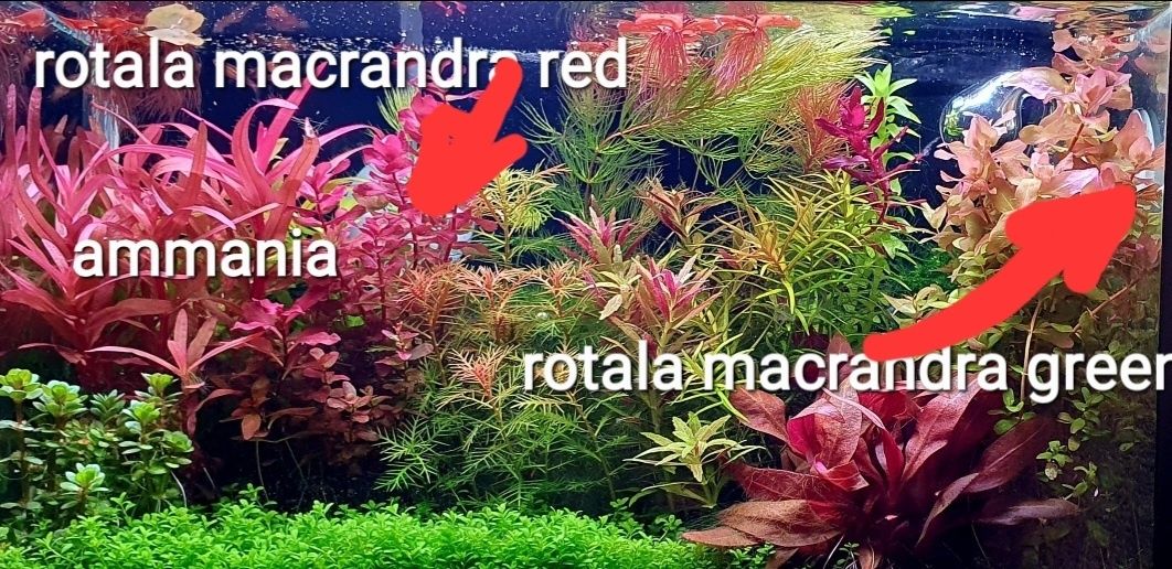 Rotala macrandra green typ 4