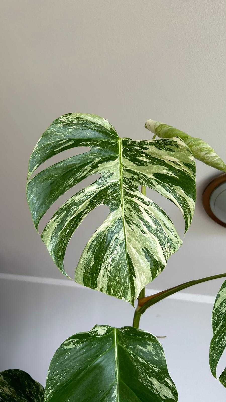 Monstera variegata 2m wysokości