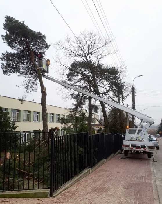 Wycinka drzew, podnośnik koszowy.