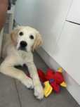 Golden Retriever szczeniak z rodowodem – 6 miesięcy
