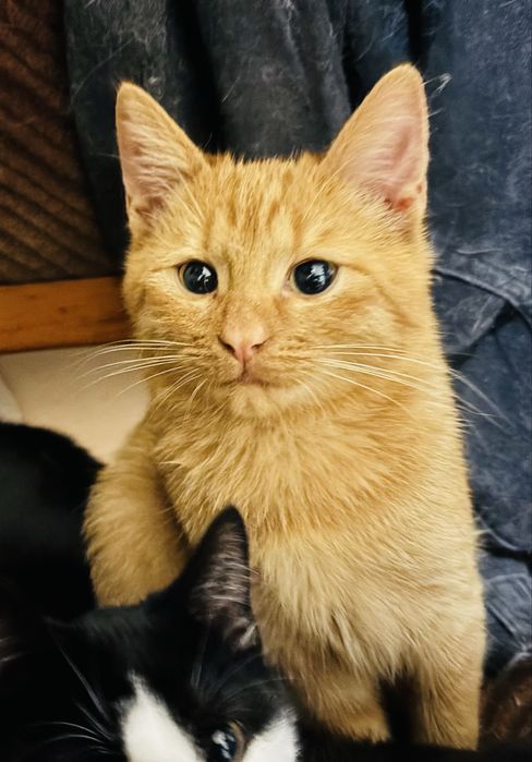 Кошенята (безкоштовно)