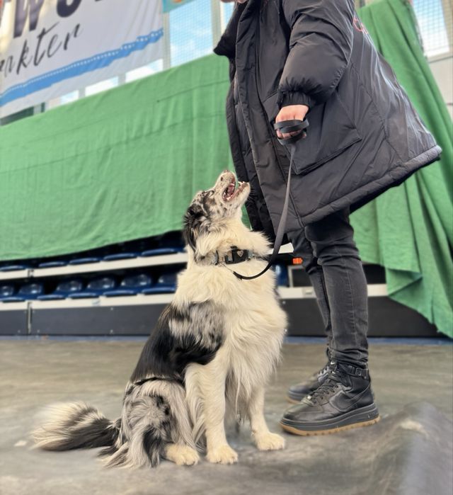Border Collie piesek. Linia Show. ZKWP/FCI