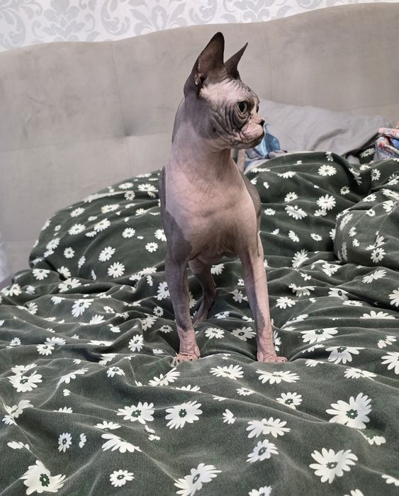 Dorosły kocurek sfinks, gotowy do odbioru