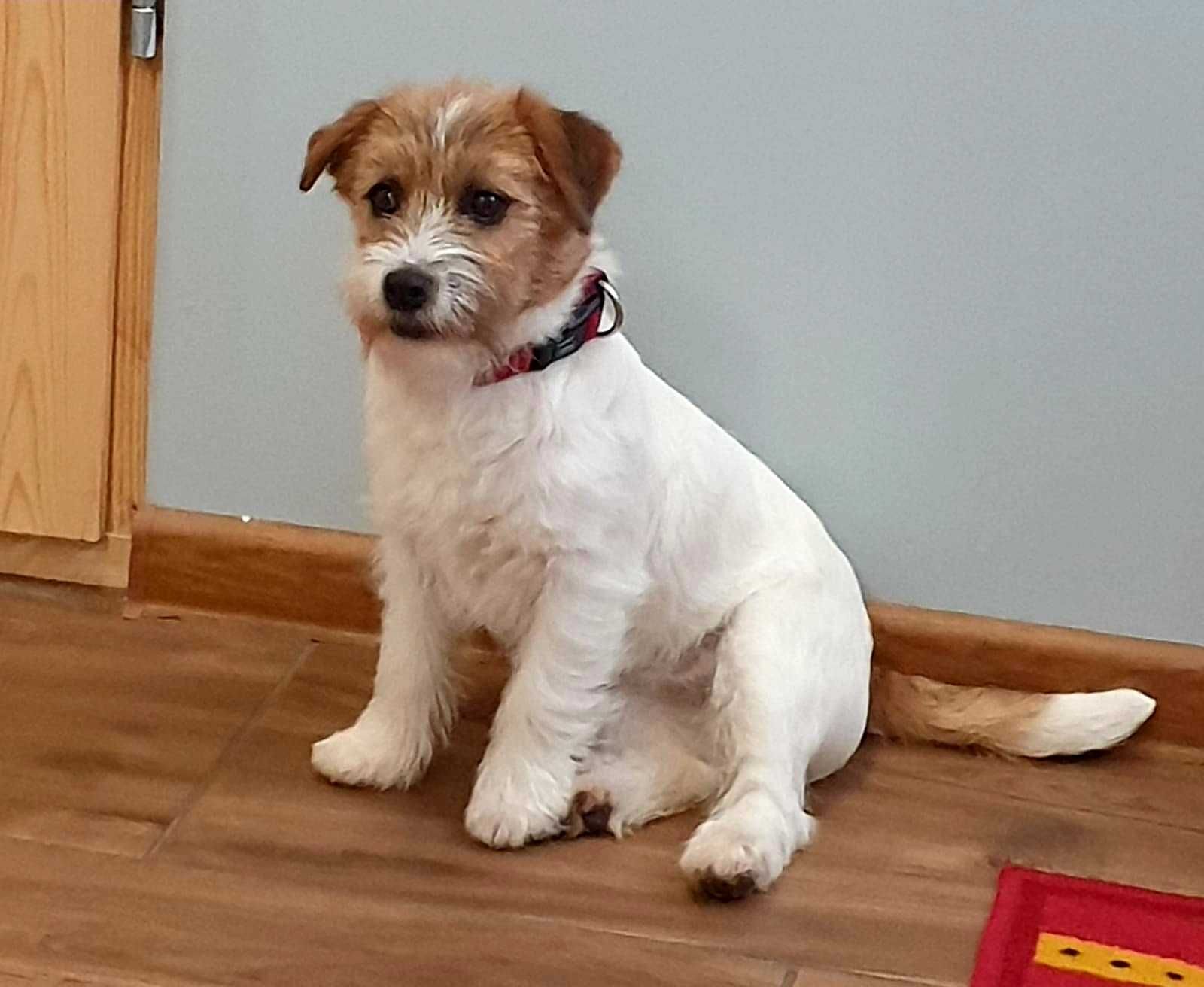 Jack Russell Terrier rodowodowa suczka, Związek Kynologiczny w Polsce