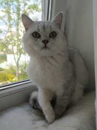 Вязка. Шотландский кот в окрасе серебристая шиншилла