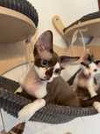 Devon rex kocurek , czekkladowo bialy FPL rodowod