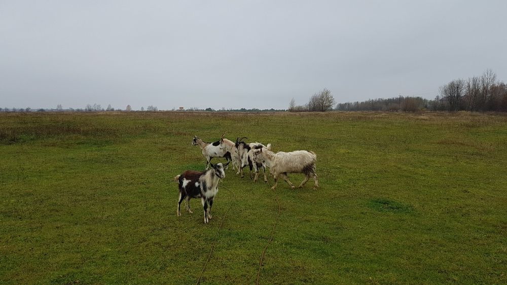 Продам козли річного віку