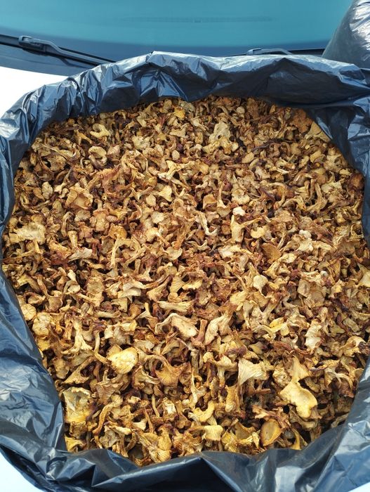 Лисичка сушена з Карпат ціна за 100г цьогорічніа