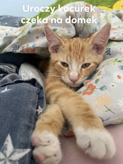 Kocurek z utęsknieniem wypatruje domku