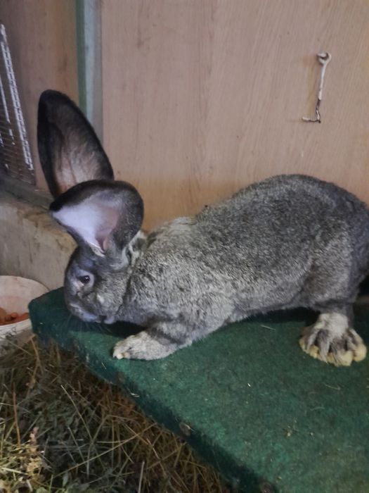 Samiec belgijski żelazisty