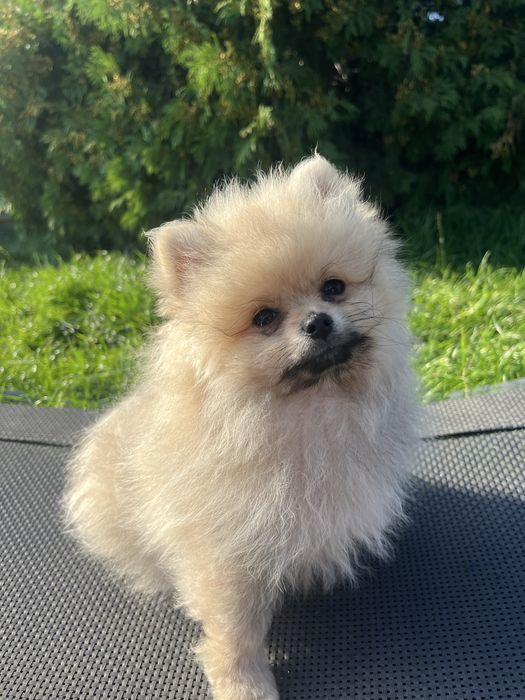 Pomeranian Szpic Miniaturowy