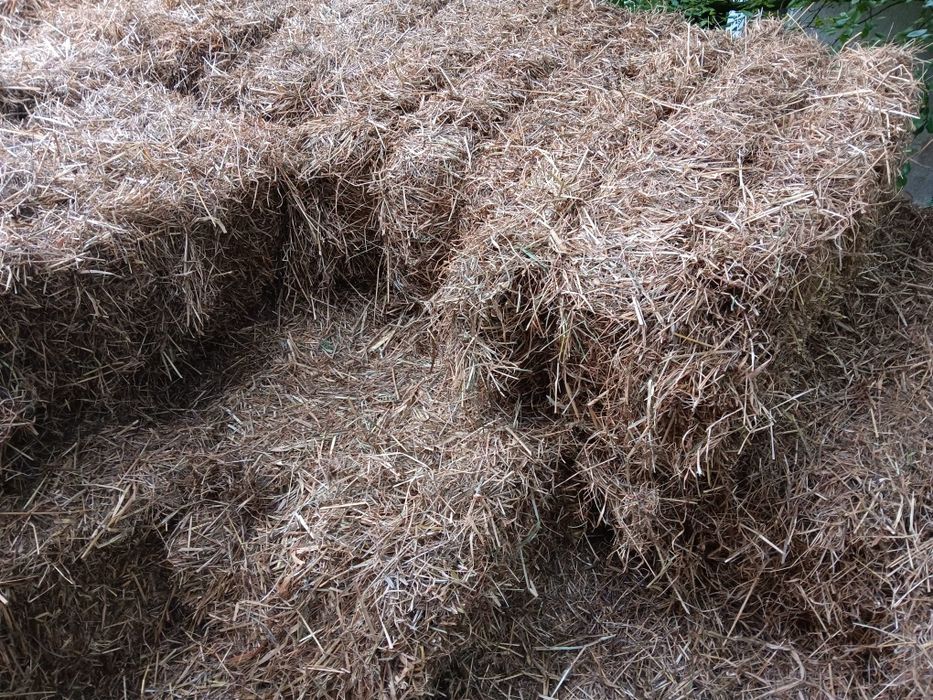 Siano 2025 pierwszy pokos 2 gatunek