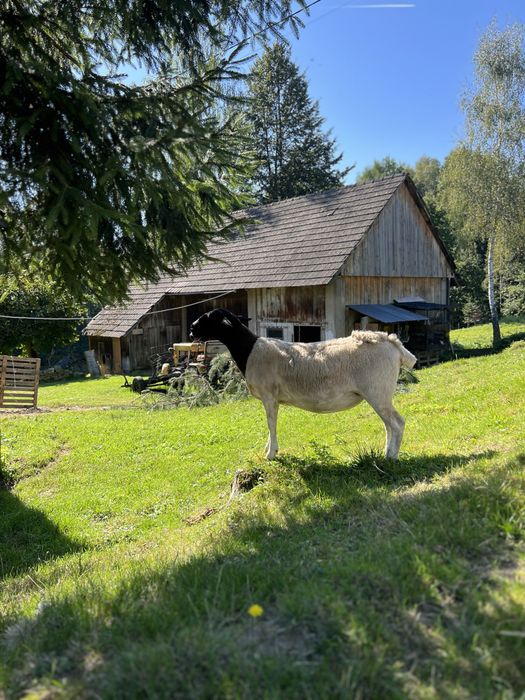 Owce Dorper Dorpery /Matki kotne