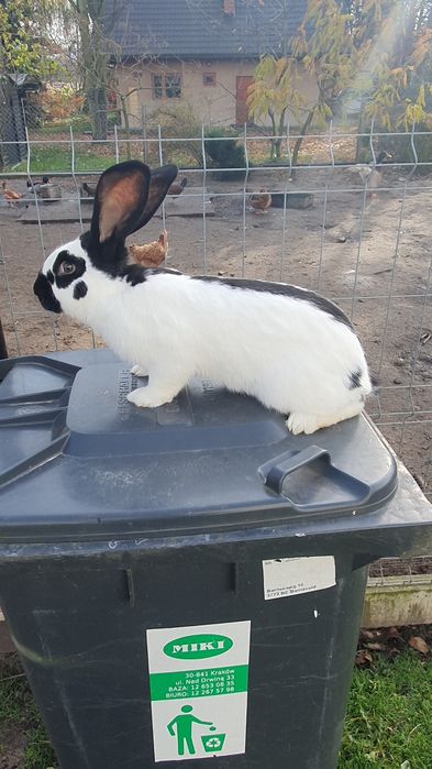 Samce srokacz niemiecki