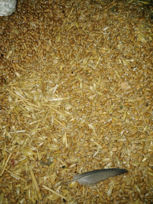 Продам зерно відходи пшениці