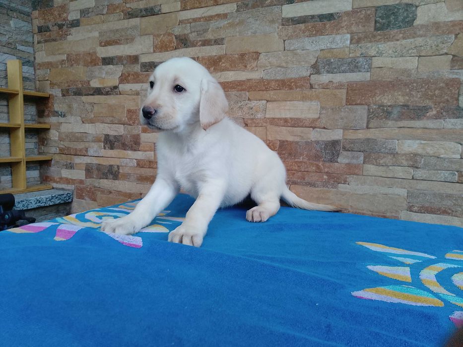 Labrador Retriever biszkopcik