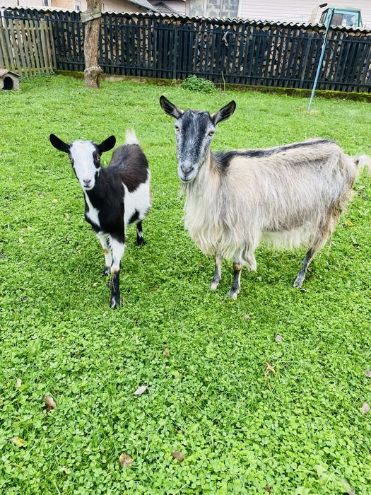 Продаються молочні кози