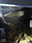 Piękna bestia Arowana Platinum Silver 65+cm zero agresji zdrowa 6letni