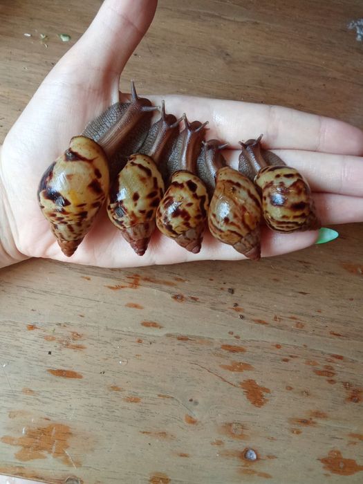 Ахатина зензибарики