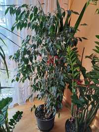 Kwiat Ficus Benjamina