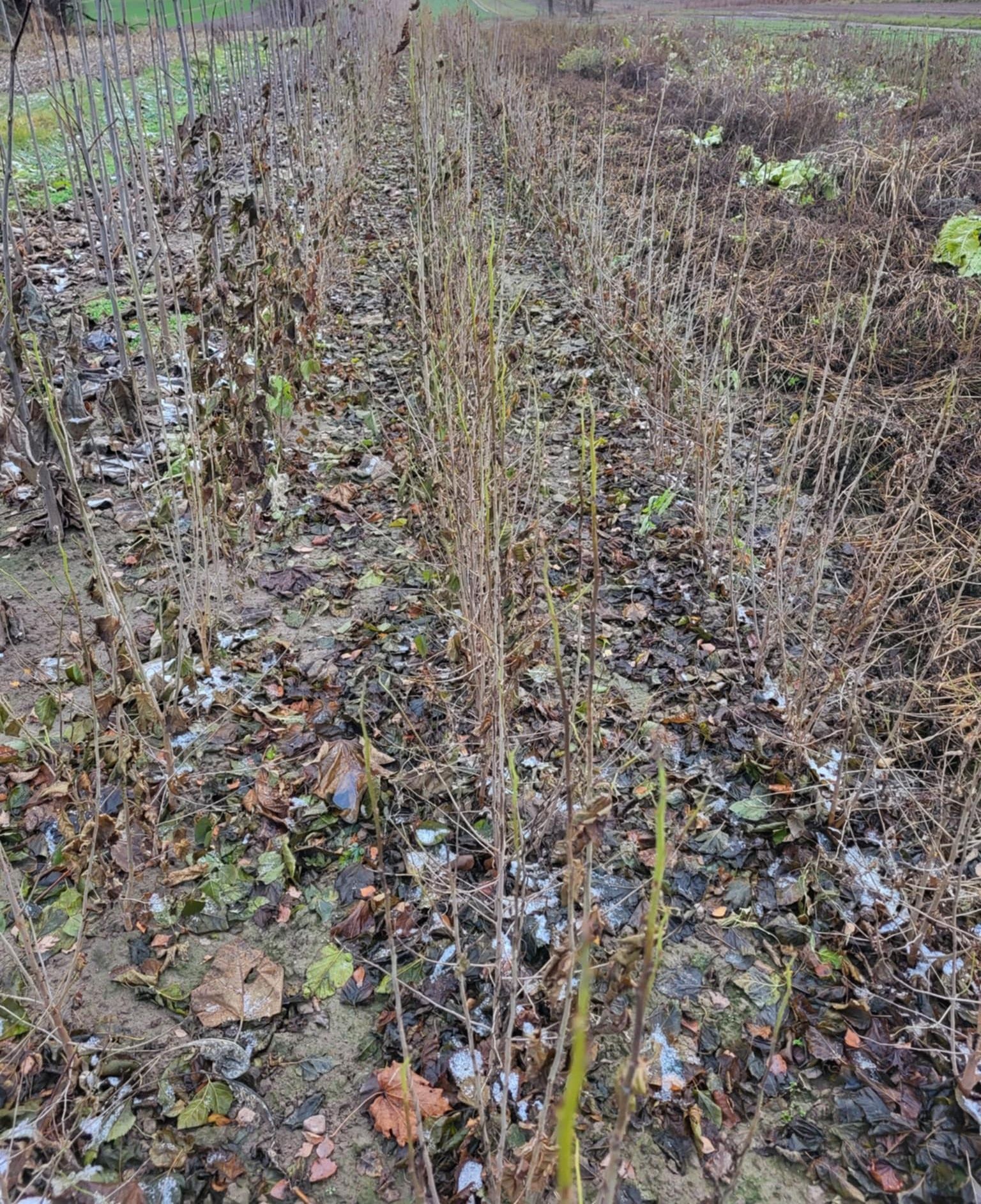 Morwa biala czarna 120-150cm