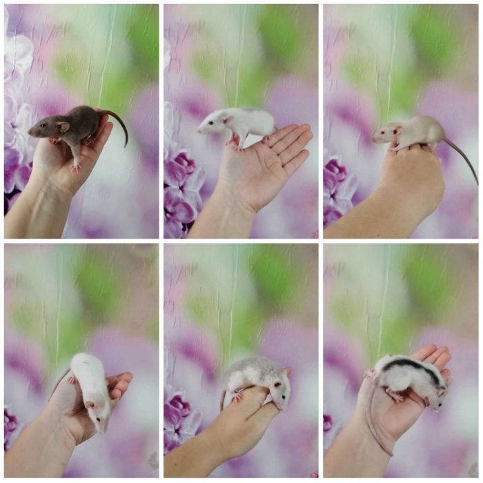 Szczury dumbo młodziutkie i bardzo łagodne samce samice