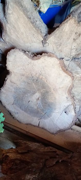 Plaster orzech 130cm