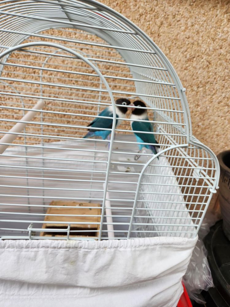 Casal de Agapornis  (azuis) – jovens e saudáveis