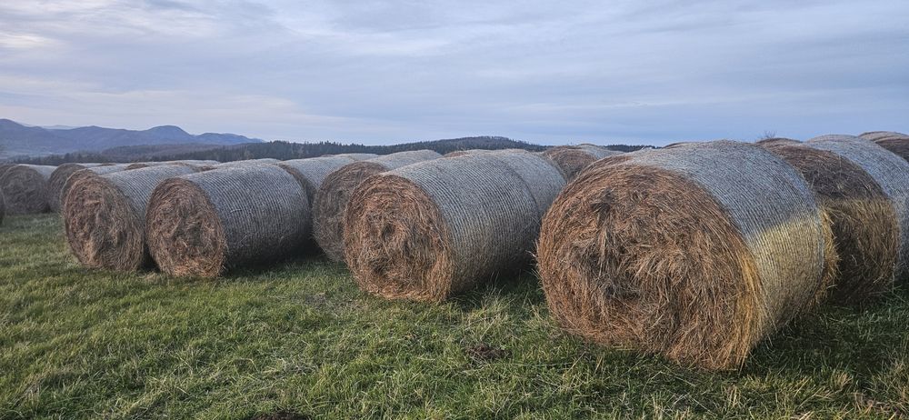 Siano z pola, TRANSPORT